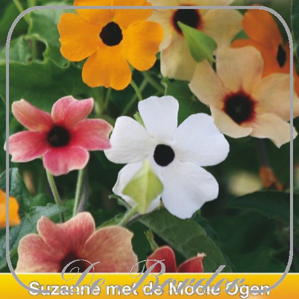 Thunbergia alata Prestige Mix - Suzanne met de mooie ogen