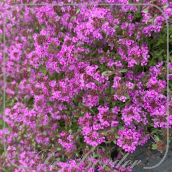 Thymus praecox 'Red Creeping'