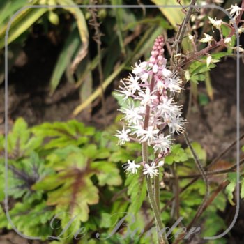 Tiarella 'Sugar and Spice'