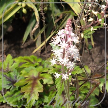 Tiarella 'Sugar and Spice'