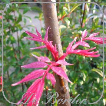 toona-sinensis-flamingo-399 Toona sinensis 'Flamingo'