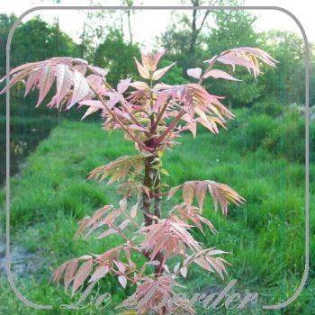 toona-sinensis-flamingo-552 Toona sinensis 'Flamingo'