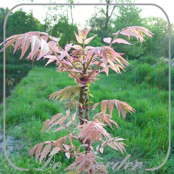 toona-sinensis-flamingo-552 Toona sinensis 'Flamingo'