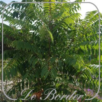 toona-sinensis-flamingo-998 Toona sinensis 'Flamingo'