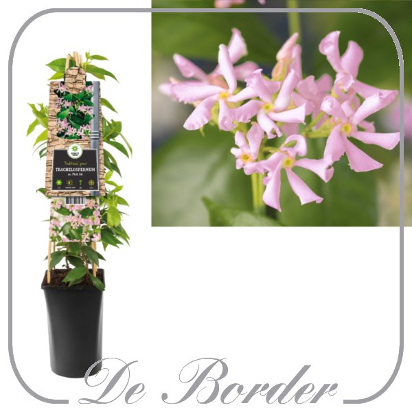 Trachelospermum jasminoides 'Pink Showers'