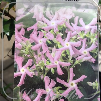 Trachelospermum jasminoides 'Pink Showers'