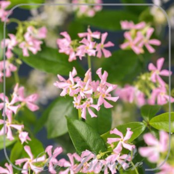 Trachelospermum jasminoides 'Pink Showers'