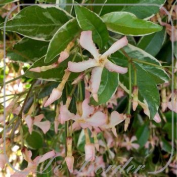trachelospermum-jasminoides-star-of-milano-70-80-cm-in-pot-(23l)-434 Trachelospermum jasminoides 'Star of Milano'
