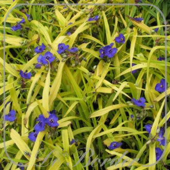 Tradescantia 'Sweet Kate'
