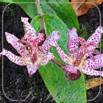 Tricyrtis 'Sinonome'