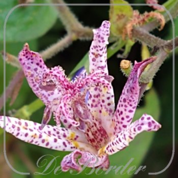 Tricyrtis 'Sinonome'