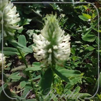 Trifolium rubens 'Album'