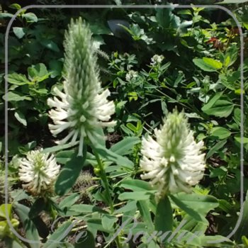 Trifolium rubens 'Album'