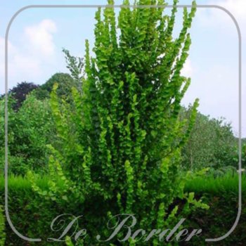 ulmus-hollandica-wredei-048 Ulmus hollandica 'Wredei'