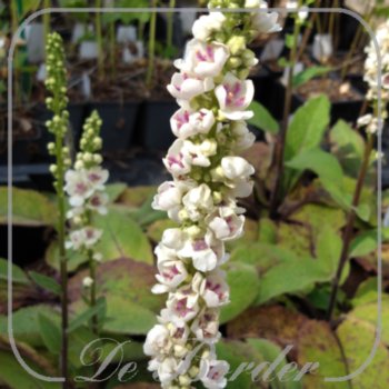 Verbascum nigrum var. album