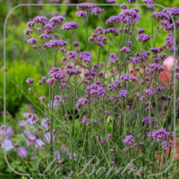verbena-bonariensis-bonnie-blue-maat-xl-(pot-1l)-094 Verbena bonariensis 'Bonnie Blue'
