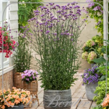 verbena-bonariensis-bonnie-blue-maat-xl-(pot-1l)-096 Verbena bonariensis 'Bonnie Blue'