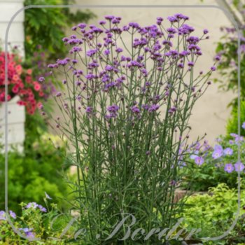 Verbena bonariensis 'Bonnie Blue'