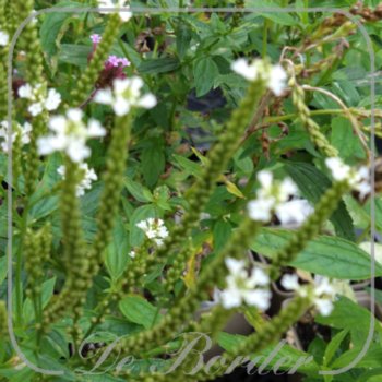 Verbena hastata 'Alba'