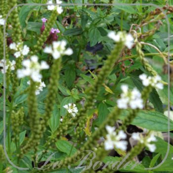 Verbena hastata 'Alba'