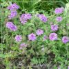 Verbena 'Homestead Purple'