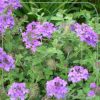 Verbena 'Homestead Purple'