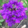 Verbena 'Homestead Purple'