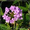 Verbena 'La France'
