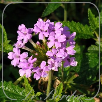 Verbena 'La France'
