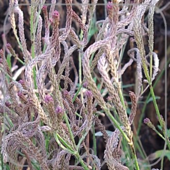 Verbena macdougalii 'Lavender Spires'