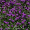 Verbena rigida