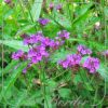 Verbena rigida