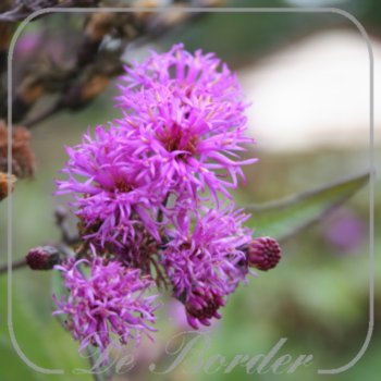 vernonia-gigantea-338 Vernonia altissima --