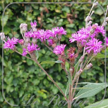 Vernonia altissima --