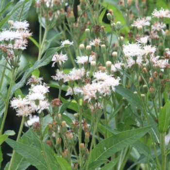 Vernonia noveboracensis 'White Lightning'
