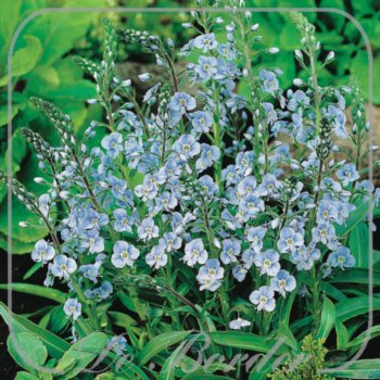 Veronica gentianoides