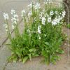 Veronica gentianoides