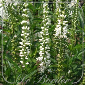 veronica-longifolia-alba-557 Veronica longifolia 'Alba'