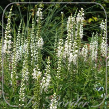 veronica-longifolia-alba-559 Veronica longifolia 'Alba'