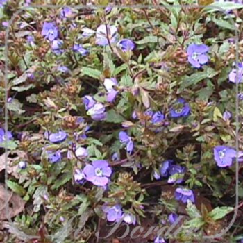 Veronica peduncularis 'Georgia Blue'