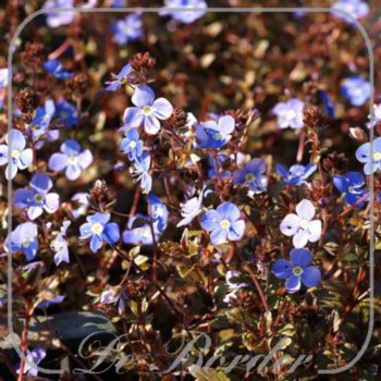 Veronica peduncularis 'Georgia Blue'