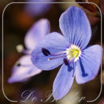 Veronica peduncularis 'Georgia Blue'