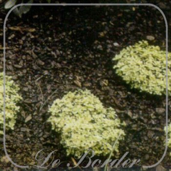 Veronica repens 'Sunshine'