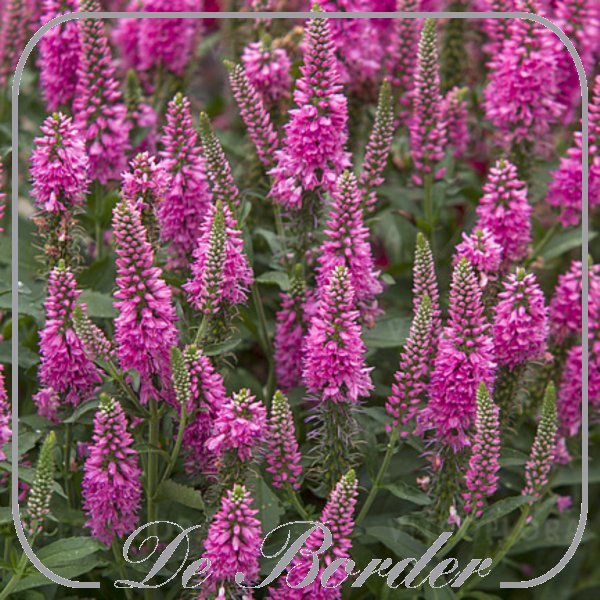 Veronica spicata 'Bubblegum Candles'