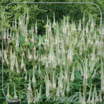 veronicastrum-virginicum-album-111.jpg Veronicastrum virginicum 'Album'