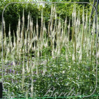 veronicastrum-virginicum-album-730.jpg Veronicastrum virginicum 'Album'