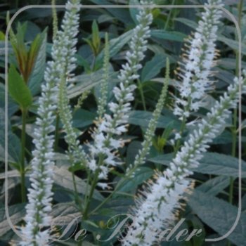 veronicastrum-virginicum-album-744.jpg Veronicastrum virginicum 'Album'