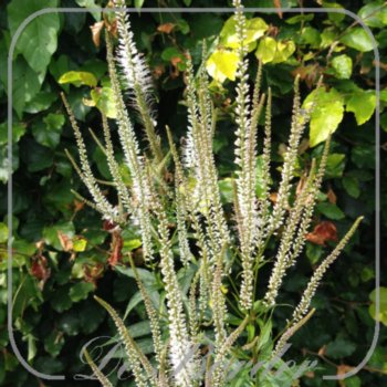 Veronicastrum virginicum 'Diana'