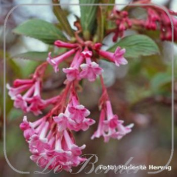 Viburnum bodnantense 'Charles Lamont'