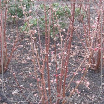 Viburnum bodnantense 'Charles Lamont'